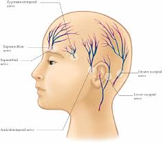 Image result for Ear Nerve Block