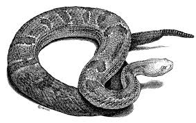 Maybe you would like to learn more about one of these? Https Www Registrelep Sararegistry Gc Ca Virtual Sara Files Cosewic Sr Timber Rattlesnake 2001 Eng Pdf