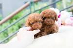 teacup puppies for sale in Virginia Classifieds & Buy and ...