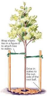 Planting a new tree where a tree was removed can be done if the old tree, including the roots, is completely eliminated from the old location. How To Stake A Tree Trees To Plant Plants Tree Support