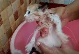 kedi piresi nasil anlarim tedavisi dogal yonetemler vetix veteriner klinigi