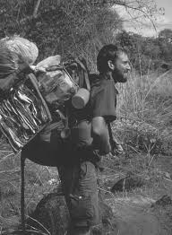 Image result for Cassipourea fanshawei