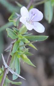 Image result for Barleria sp. A