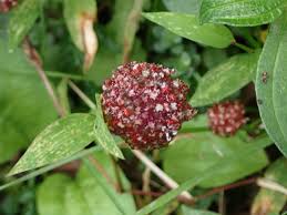 Image result for Lecanthus peduncularis