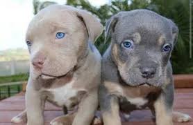 Male red nose pit bull puppy for sale. What Is A Blue Fawn Pitbull Blue Fawn Bully Guide My Dogs Info