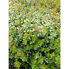 Image result for Myrsine africana