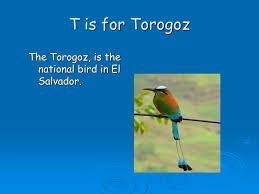 It can also be found on the edges of the forest and in the mangroves. Ppt El Salvador A Z Powerpoint Presentation Free Download Id 5114540