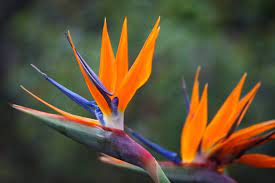 They start to flower in autumn and peak in winter, brightening up those grey days with ease. Flowering Plants That Love To Grow In Winter Hipages Com Au