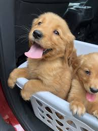 The breed pairing produced four puppies, which showed promise of being outstanding upland bird dogs. Puppy Pricing Big Lake Golden Retrievers