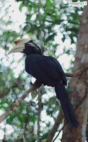 Burung enggang badak hidup dalam kurungan sehingga 35 years. Burung Rangkong Burung Suci Suku Dayak