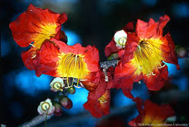 Image result for Fernandoa magnifica