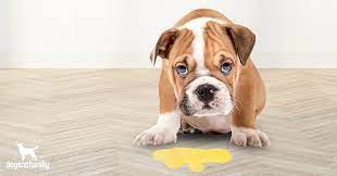 Check spelling or type a new query. 3 Reasons Your Dog Vomits Yellow What To Do About It Dogs Naturally