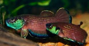 California Academy Of Sciences Betta Fish Betta Tropical Freshwater Fish