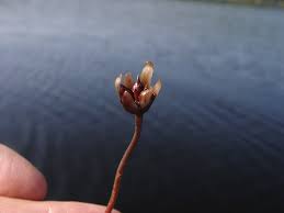 Image result for Brasenia