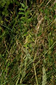 Image result for Indigofera astragalina