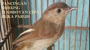 We did not find results for: Ampuh Gila Tembakan Burung Flamboyan Untuk Masteran Murai Youtube