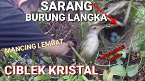 Ciblek kristal merupakan salah satu burung kicau yang paling banyak di minati di indonesia. Mancing Ikan Lembat Malah Ketemu Sarang Burung Langka Ciblek Kristal Mancinglembat Ciblek Youtube