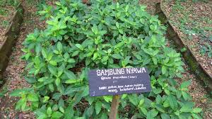 Namun siapa sangka, daun yang memiliki. Daun Sambung Nyawa Gynura Procumbens Shokubutsu Blogventure