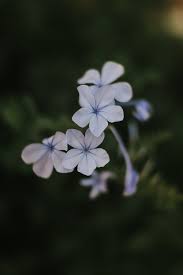 You can also upload and share your favorite periwinkle wallpapers. 10 Best Periwinkle Photos 100 Free Download Pexels Stock Photos