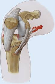 Oberschenkel ihre kniesehne ihre sehne my hamstring. Operative Versorgung Der Vorderen Kreuzbandruptur Im Wachstumsalter Mit Autologen Beugesehnen Springerlink