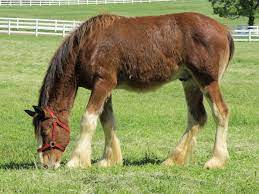 We have 49+ background pictures for you! Clydesdale Horses For Sale
