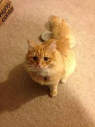 Orange Ragdoll Cat Siberian Cat Ragdoll Cat Siberian Kittens
