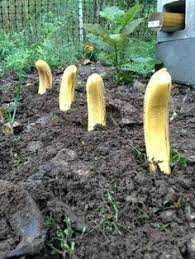 How To Grow Banana Plants Indoors And Outdoor Banana Grow Indoors Outdoor Plants Banana Plants Plants Grow Banana Tree