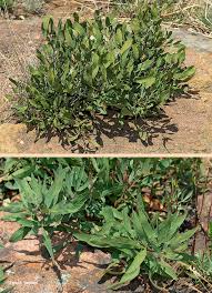 Image result for Searsia magalismontana x pyroides