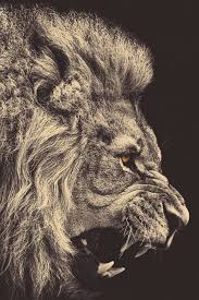 Lion Galatasaray Aslan Kral Aslanlar Hayvan Duvar Kagidi