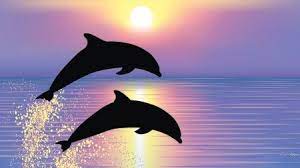 Sunrise Dolphins Desktop Nexus Wallpapers Dolphin Art Dolphins Dolphin Photos