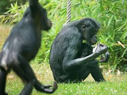 This infant bonobo is the 11th to have been born at the cincinnati zoo. Koln Bonobo Baby Im Zoo Geboren