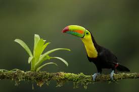 Latina loving on a costa rica… Costa Rica Part 1 The Birds Natures Images