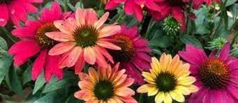 Spring is the season where you will find flowers blossoming in its utmost beautiful way. Hosta And Other Easy Care Perennials In Peterborough On Canada Online Mail Order And Personal Shopping
