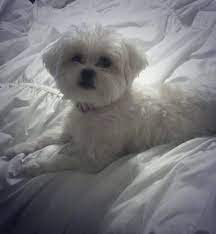 Pekatese boo boo 1st dog show pekingese and maltese hybrid. Christy Richards On Twitter Look At My Sweet Girl Pekatese Mypuppy Puresweetness Cute Loveherso Mygirl Http T Co Ogmpndb87e