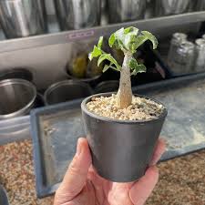 Image result for Corallocarpus bainesii