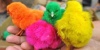 World amazing modern automatic chicken farming technology incredible modern poultry process machine. Miris Proses Pembuatan Anak Ayam Warna Warni Ini Bikin Geram Kapanlagi Com
