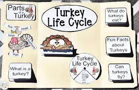 Cartoon like happy animals painted on a large trash bin at the first state fair of texas drive through event in 2020. Turkey Life Cycle For Kindergarten And Early Elementary Students Natural Beach Living