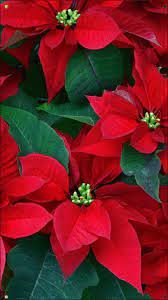 Poinsettia Flowers Herbs Leaves Red Close Up Poinsettia Plant Christmas Flowers Christmas Poinsettia