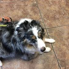 3985 foothills blvd, roseville, ca 95747. Arbor View Veterinary Clinic 18 Photos 134 Reviews Veterinarians 7441 Foothills Blvd Roseville Ca Phone Number Yelp