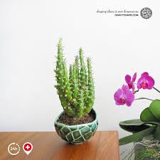 While plants themselves can be inexpensive, planters are often a completely different story. Porcelain Plant Pot In Water Look 13 Round Small Green Including Planting Gravityshapes Com