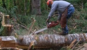 Pădurarii De La Kronstadt Pun La Bătaie 75 000 De Lei Pentru A Tăia Aproape 600 De Mc De Material Lemnos Biz Brasov