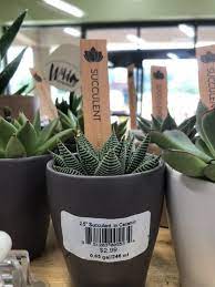 Only pot bound plants need a larger pot. Trader Joe S Has 3 Succulents And I Am Obsessed