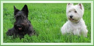 Image result for skotský teriér