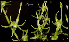 Image result for Angraecum calceolus