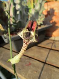 Image result for Ceropegia simplex