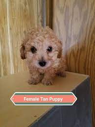 email protected maltipoo breeders in colorado (co) we don't currently know of any maltipoo breeders in colorado. Litter Of 3 Maltipoo Puppies For Sale In Denver Co Adn 59545 On Puppyfinder Com Gender Female Age Maltipoo Puppy Maltipoo Puppies For Sale Puppies For Sale