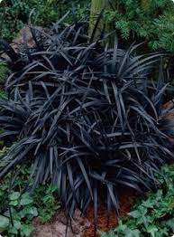 And since it does spread keep that in mind as you decide. Shade Garden Black Mondo Grass I Absolutely Love This Stuff Imagine It Growing As A Border For Flowering Plants Wit Shade Plants Shade Garden Black Garden