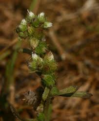 Image result for Neojeffreya