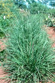 Image result for Paspalum