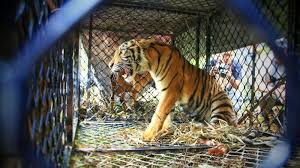 Artinya isi tabel tidak dipisahkan antara bahan untuk unggas. Harimau Dipindahkan Ke Kandang Evakuasi Bksda Aceh Tunggu Harimau Lain Tertangkap Halaman All Serambi Indonesia
